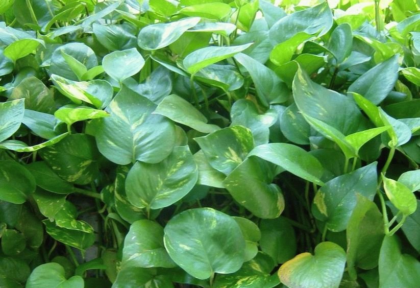 哪些花草防辐射?