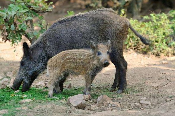 四川老妇为护庄稼孤身与野猪抗争7年，电死3只野猪获刑，对此你怎么看？