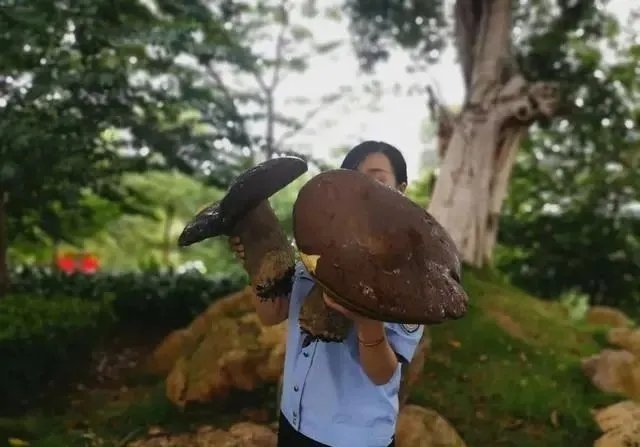 云南女士捡到大型野生菌，云南遍地都有野生菌吗？