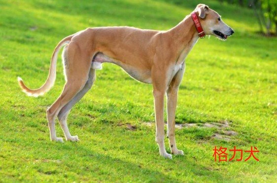 撵兔子狗是啥品种