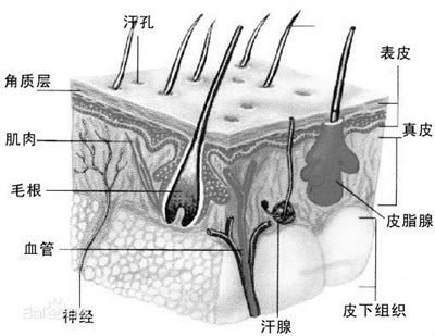 人体最大的器官是什么呢？