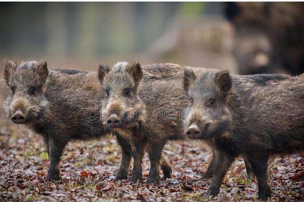 四川老妇为护庄稼孤身与野猪抗争7年，电死3只野猪获刑，对此你怎么看？