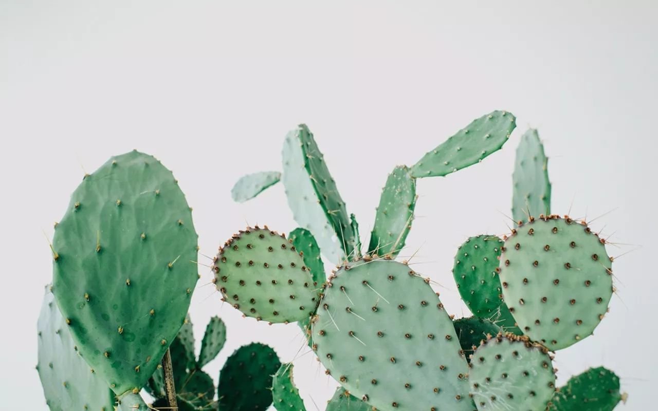 哪些花草防辐射?