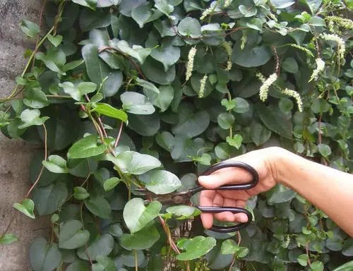 浙江一大妈煎服邻居送的草药后死亡，谁来为她的死负责？