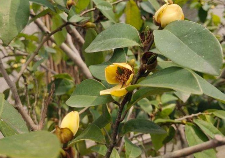 含笑花怎么养？