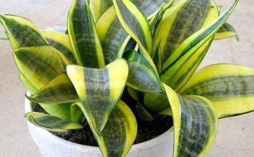 办公桌上适合摆放什么