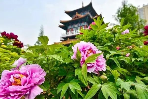 洛阳王城公园内一朵绿色牡丹花被游客摘走，这位游客为什么这么做？