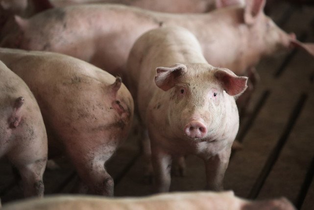 英国或焚烧10万头活猪，此举究竟是为何？