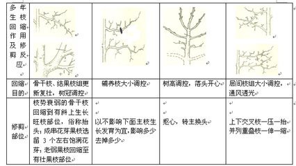 梨树修剪的常用几种方法