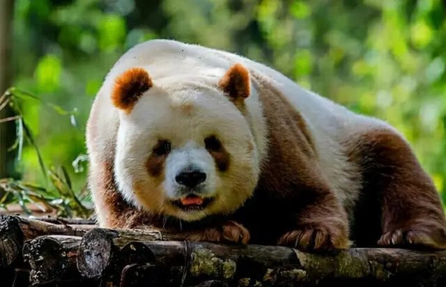 目前,秦岭已发现过10次棕色大熊猫了,你对棕色大熊猫有哪些了解?