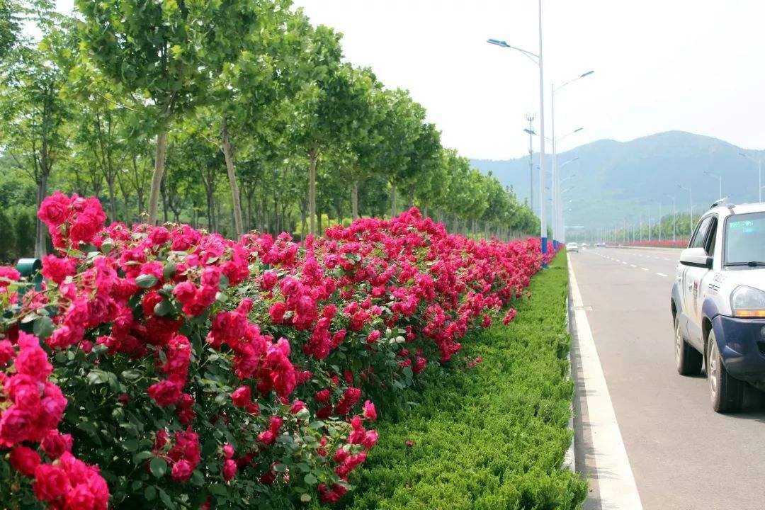 北京4人剪秃200米绿化带月季当玫瑰卖,你如何看待他们的这一行为?