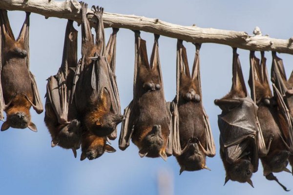 澳洲大量蝙蝠危害人类，蝙蝠为何突然袭击人类？