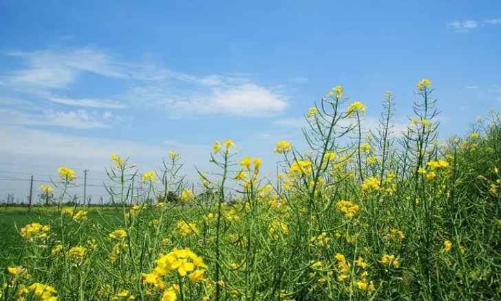 春天的对联有哪些？