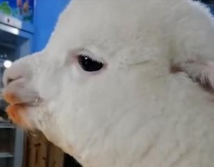 重庆羊驼偷吃辣椒面，难道羊驼是入乡随俗了吗？