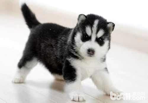 哈士奇怎么饲养