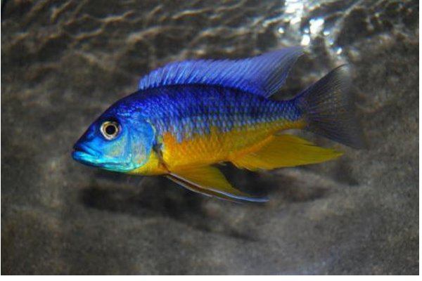 马鲷鱼应该怎么养？