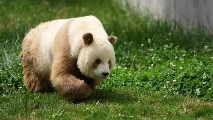 目前,秦岭已发现过10次棕色大熊猫了,你对棕色大熊猫有哪些了解?