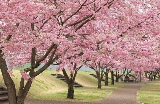 松江樱花林的简介