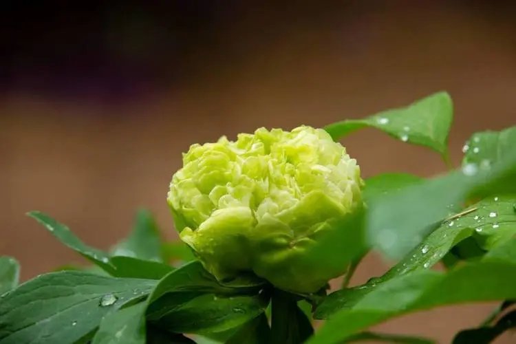 洛阳王城公园内一朵绿色牡丹花被游客摘走，这位游客为什么这么做？