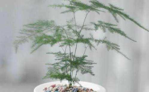 办公桌上适合摆放什么