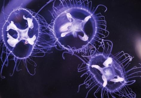 安徽怀宁一池塘现大量桃花水母，这种水母常见吗？