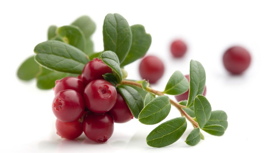 Cranberry 是什么?