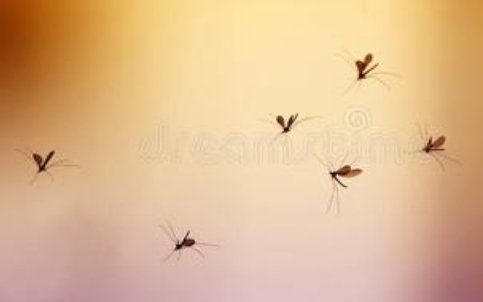 阿根廷出现蚊子龙卷风，是什么原因造成的？