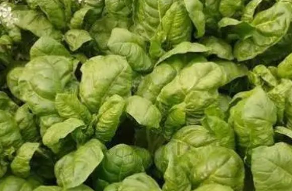 芒种节气吃什么传统食物？