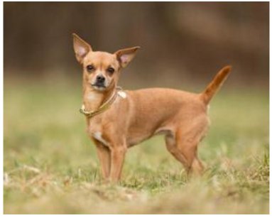 宠物狗的各种种类介绍+图片