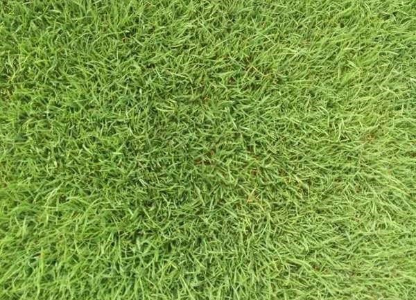 马尼拉草皮和百慕大草皮有什么区别,形态上如何区分?