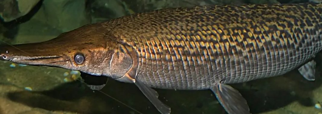 石家庄一小区发现鳄雀鳝,为何今年全国多地会出现鳄雀鳝?