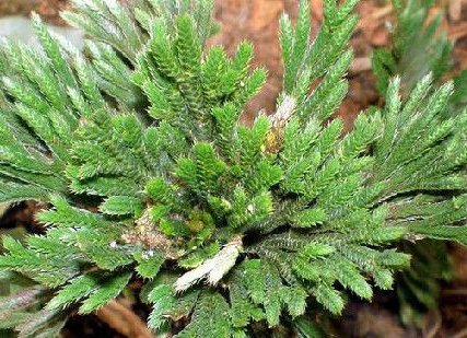 还魂草到底有什么作用