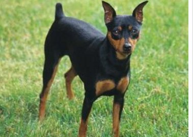 宠物狗的各种种类介绍+图片