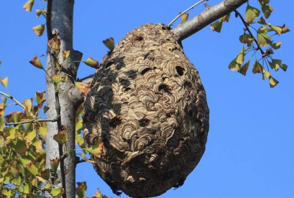 四川宜宾一男子穿防蜂服摘马蜂窝殒命,男子死亡的真相到底是什么?