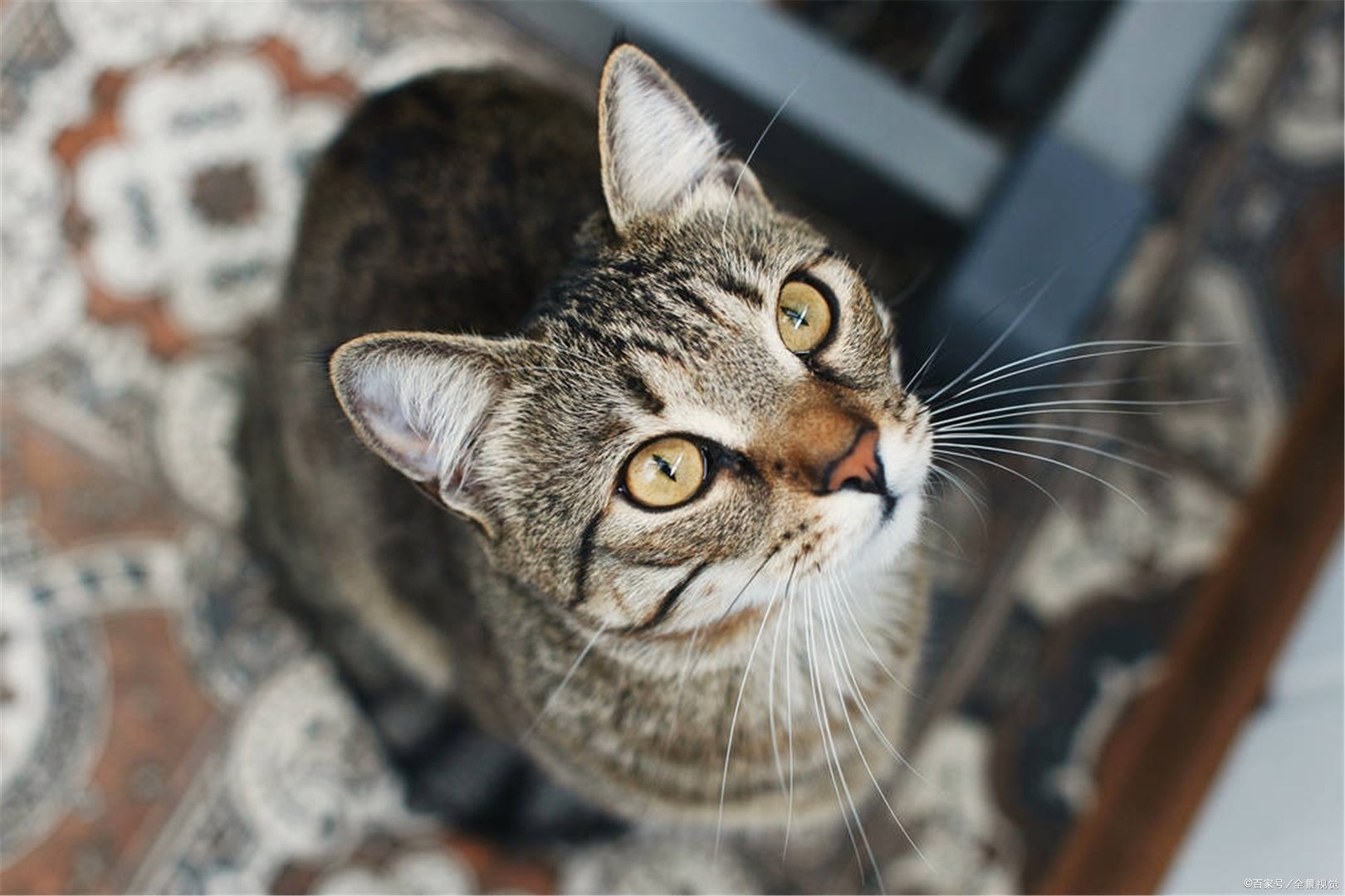 猫咪死前有什么征兆?