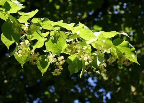 椴树有什么生长习性?