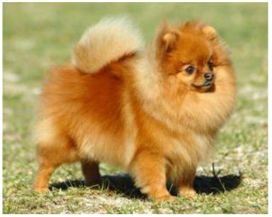 宠物狗的各种种类介绍+图片