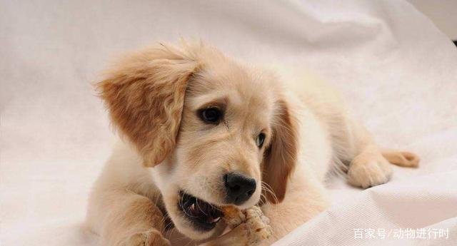 金毛应该怎么养？