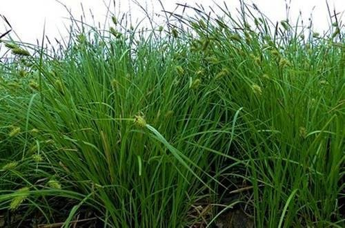 乌拉草功效与作用是什么？