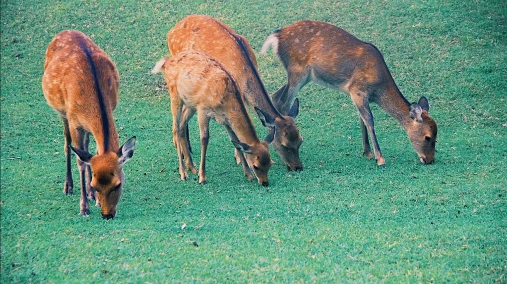 日本静冈梅花鹿泛滥成灾，针对这一问题该如何解决？
