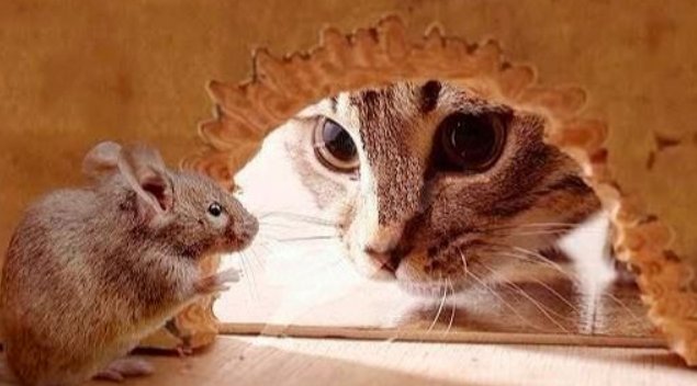 猫捉老鼠的动作描写是什么？