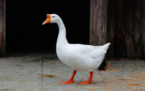 大白鹅生活习性？