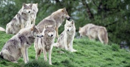 狼王和头狼分别是什么概念？