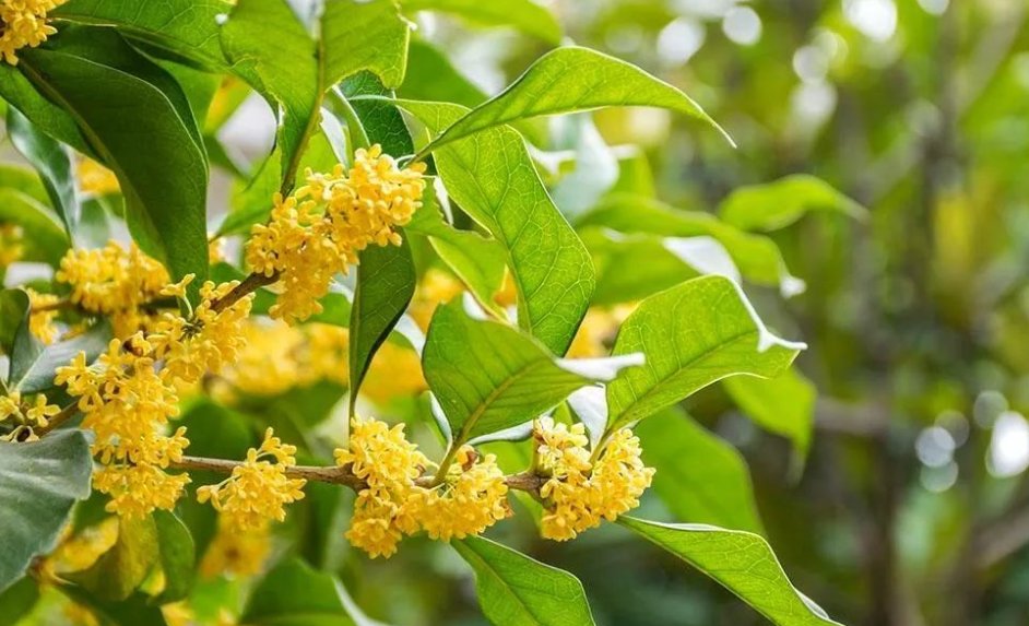 刚摘下来的新鲜桂花可以泡茶喝吗？