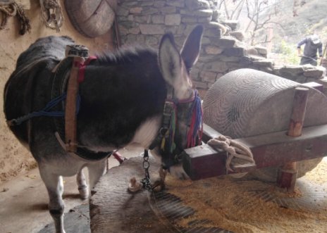 孙俪拍戏救下一头老驴,你如何看待孙俪这一行为?