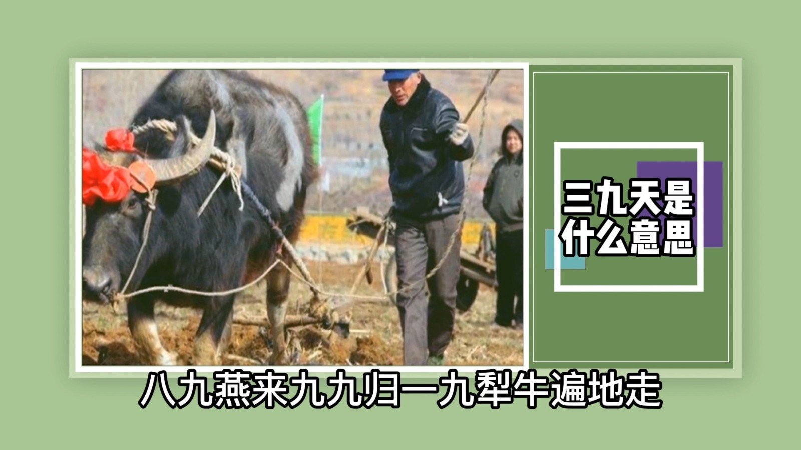 三九天是什么意思?