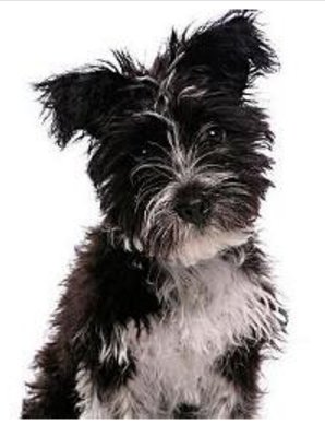 宠物狗的各种种类介绍+图片