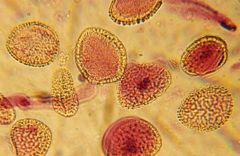 细胞培养的具体步骤和要求以及注意事项