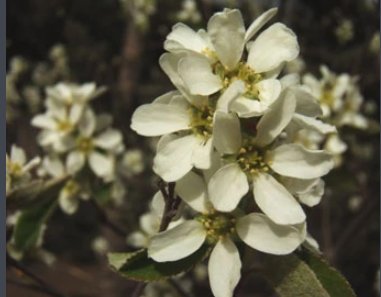 昆仲和棠棣是什么意思？