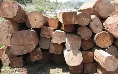 缅甸花梨有什么特征？